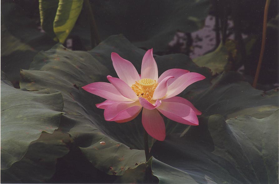 Lotus flower